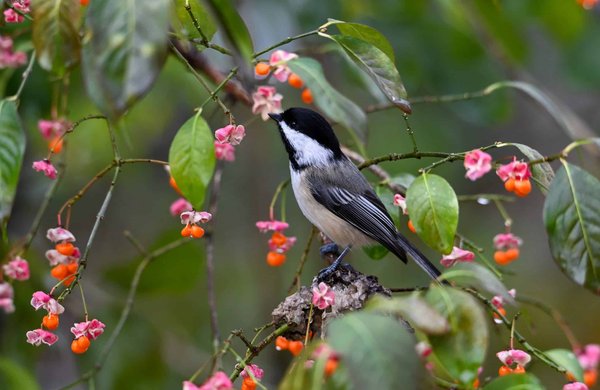 How to Set Up a Humane and Stimulating Mouse or Hamster Habitat?